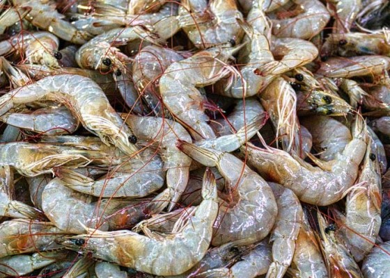 Nusabali.com - bbm-naik-kuliner-seafood-terimbas