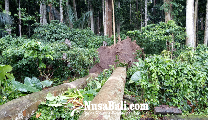 www.nusabali.com-dua-pohon-pala-tumbang-proyek-rp-6-miliar-sangeh-monkey-forest-terdampak