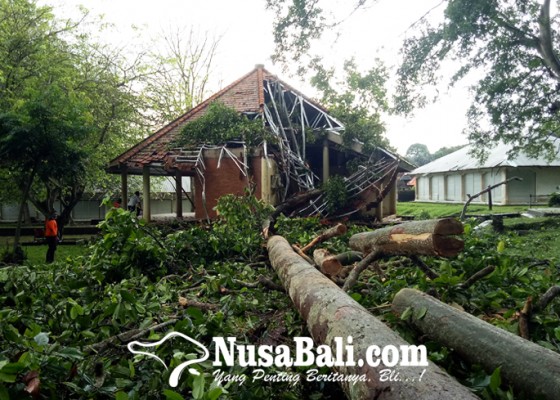 Nusabali.com - dua-pohon-pala-tumbang-proyek-rp-6-miliar-sangeh-monkey-forest-terdampak