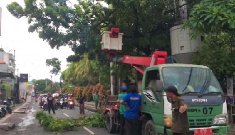 www.nusabali.com-dinas-lhk-denpasar-intensifkan-perompesan-antisipasi-pohon-tumbang