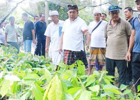 Nusabali.com - desa-ekasari-mantapkan-program-200-hektare-lahan-kakao