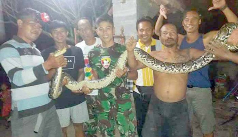 www.nusabali.com-tentara-dan-warga-tangkap-ular-3-meter