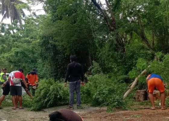 Nusabali.com - pohon-tumbang-di-banjar-tanah-bias-picu-kemacetan