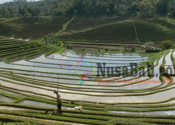 Nusabali.com - sebelas-desa-wisata-di-tabanan-belum-gereget