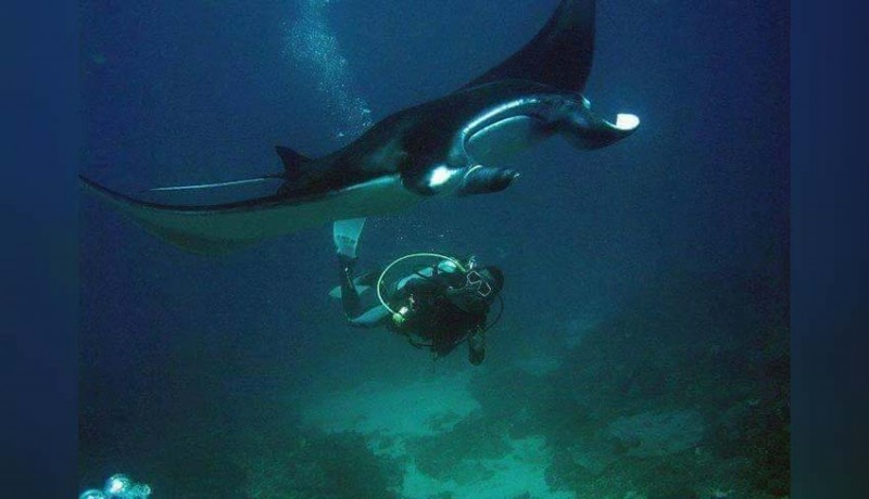www.nusabali.com-nusa-penida-minim-instruktur-diving-lokal