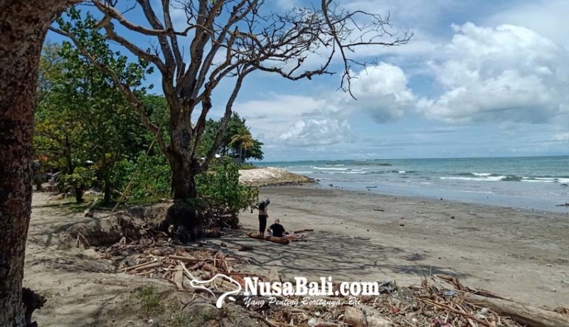 www.nusabali.com-abrasi-pantai-kuta-pohon-perindang-nyaris-tumbang