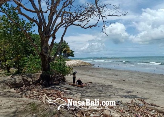 Nusabali.com - abrasi-pantai-kuta-pohon-perindang-nyaris-tumbang