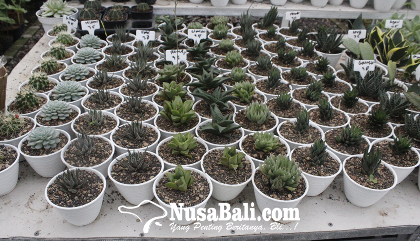 www.nusabali.com-kaktus-mini-si-mungil-kaya-manfaat-bagi-pekerja-kantoran