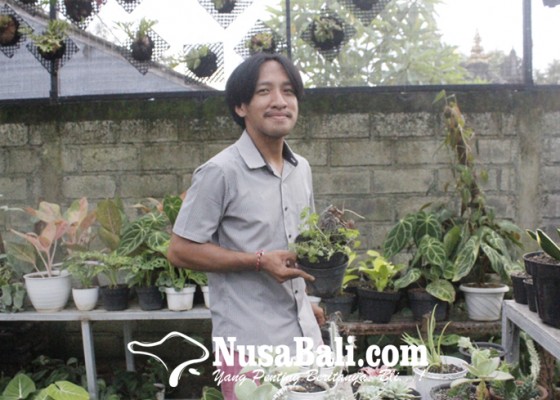 Nusabali.com - kaktus-mini-si-mungil-kaya-manfaat-bagi-pekerja-kantoran