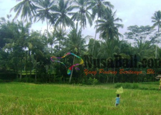 Nusabali.com - jero-ketut-mengganas-petani-di-bangli-geram