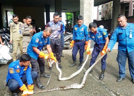 Nusabali.com - 2-ular-piton-resahkan-warga-jembrana