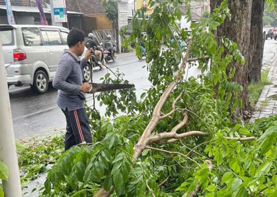 Nusabali.com - kelurahan-sesetan-respons-cepat-pohon-tumbang