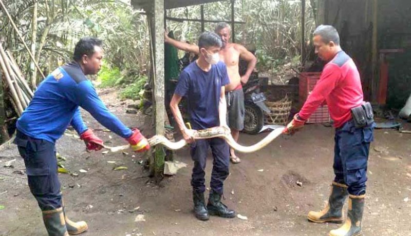 www.nusabali.com-petugas-damkar-evakuasi-3-ular-piton