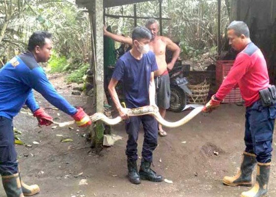 Nusabali.com - petugas-damkar-evakuasi-3-ular-piton