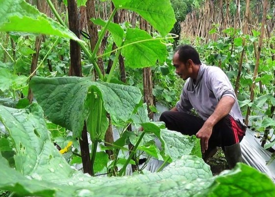 Nusabali.com - kurangi-kerugian-petani-cabai-beralih-ke-mentimun