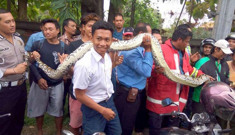 www.nusabali.com-ular-sepanjang-7-meter-melintas-di-depan-smpn-9-denpasar