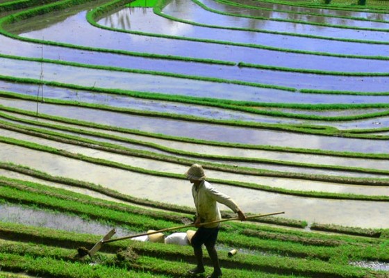 Nusabali.com - petani-tabanan-asuransikan-tanaman-padi