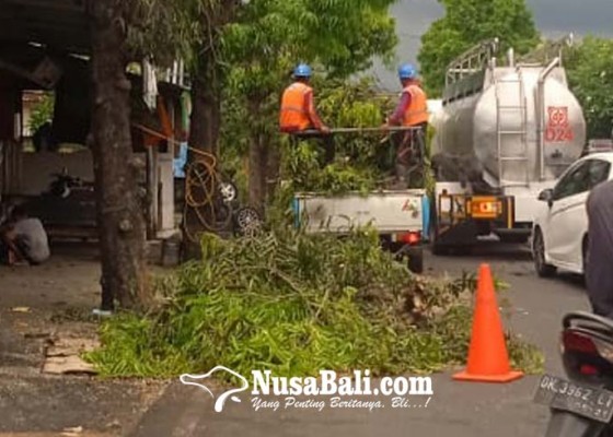 Nusabali.com - pelihara-jaringan-pln-pangkas-pohon-perindang