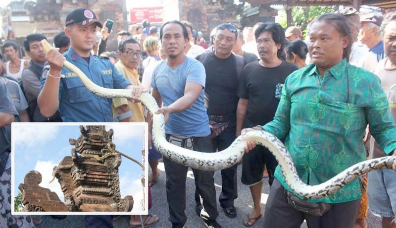 www.nusabali.com-ular-piton-ditangkap-di-atas-candi-bentar-pura