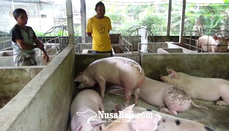 www.nusabali.com-nataru-dan-galungan-picu-kenaikan-harga-babi