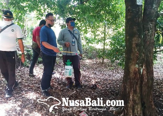 Nusabali.com - ratusan-hektare-kebun-cengkih-diserang-jamur-akar-putih