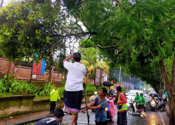Nusabali.com - cuaca-ekstrem-bpbd-evakuasi-12-pohon-tumbang