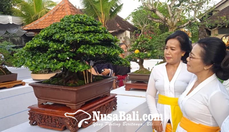 www.nusabali.com-lokalan-rasa-pameran-nasional-pameran-dan-kontes-bonsai-sahasra-warsa-batuan