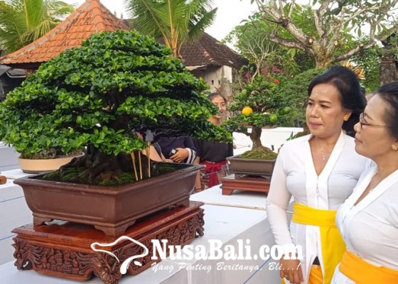 Nusabali.com - lokalan-rasa-pameran-nasional-pameran-dan-kontes-bonsai-sahasra-warsa-batuan