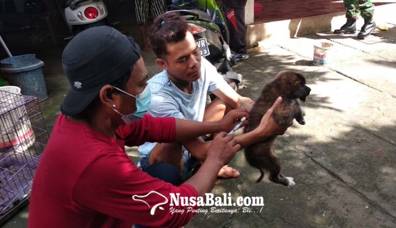 www.nusabali.com-buleleng-vaksinasi-rabies-55514-anjing