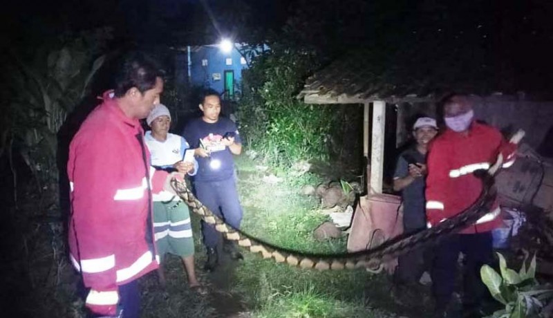 www.nusabali.com-petugas-evakuasi-ular-piton-4-meter