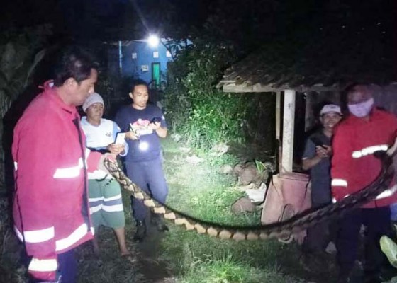 Nusabali.com - petugas-evakuasi-ular-piton-4-meter