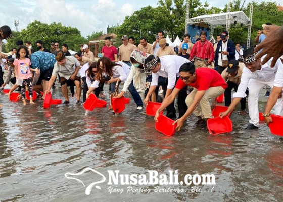 Nusabali.com - kuta-beach-sea-turtle-conservation-center-lepas-50-tukik-di-pantai-kuta