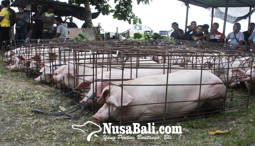 www.nusabali.com-kembang-kempis-usaha-pemotongan-babi-di-abiansemal