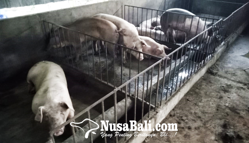 www.nusabali.com-kembang-kempis-usaha-pemotongan-babi-di-abiansemal