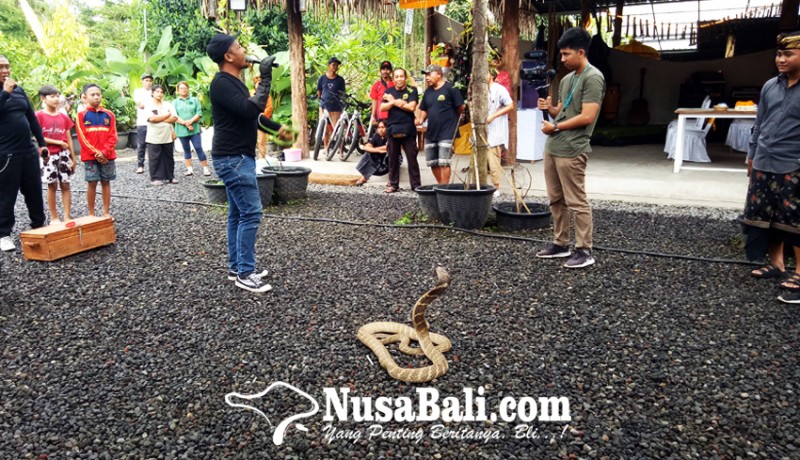 www.nusabali.com-dear-petualang-kenali-3-jenis-gigitan-ular-ini-saat-healing-di-hutan