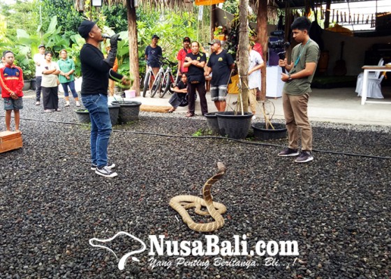 Nusabali.com - dear-petualang-kenali-3-jenis-gigitan-ular-ini-saat-healing-di-hutan