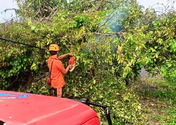 Nusabali.com - waspada-pohon-tumbang-15-titik-bencana-angin-kencang-terjadi-di-tabanan