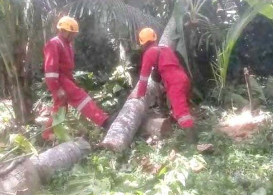 Nusabali.com - 2-pohon-tumbang-timpa-rumah-dan-kabel-listrik