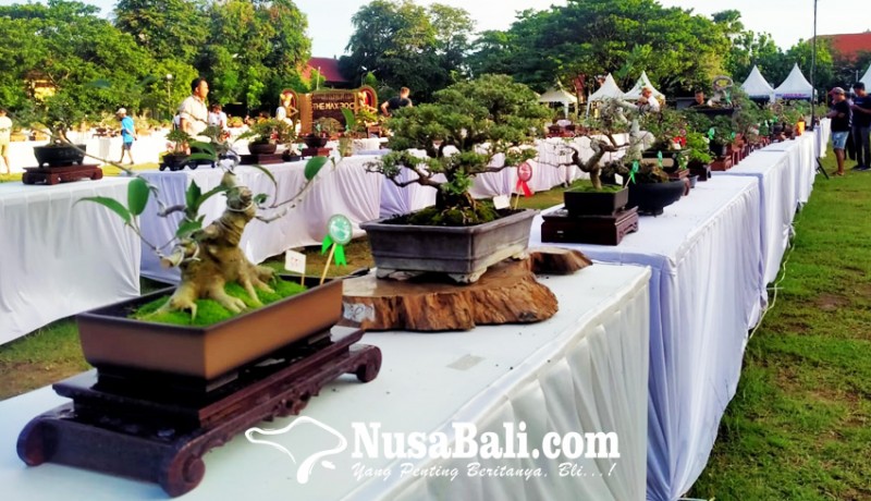 www.nusabali.com-ribuan-bonsai-penuhi-lapangan-lumintang-denpasar