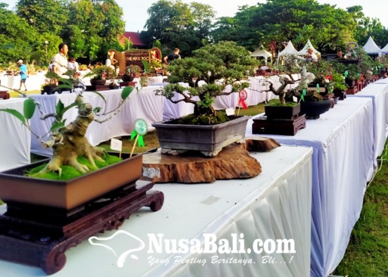 Nusabali.com - ribuan-bonsai-penuhi-lapangan-lumintang-denpasar