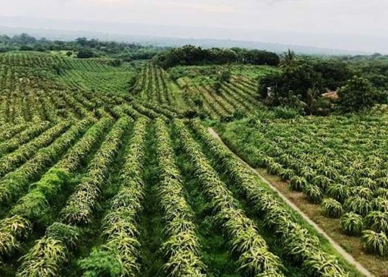 Nusabali.com - desa-bulian-hasilkan-puluhan-ribu-ton-buah-naga