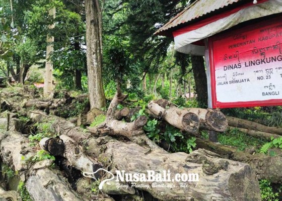 Nusabali.com - dlh-gagal-lelang-kayu-pohon-perindang
