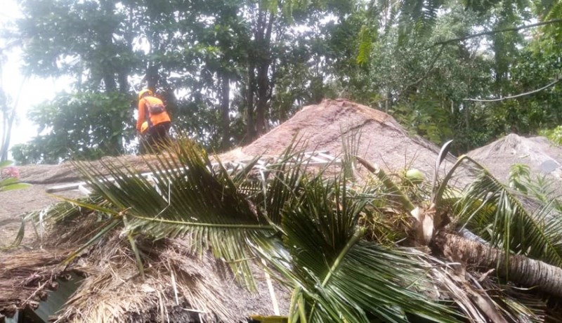 www.nusabali.com-bpbd-evakuasi-3-pohon-tumbang