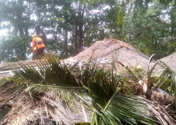 Nusabali.com - bpbd-evakuasi-3-pohon-tumbang