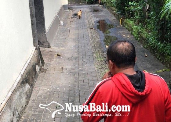Nusabali.com - anjing-rabies-gigit-3-warga-dan-1-wisatawan-dinas-pertanian-dan-pangan-lakukan-eliminasi