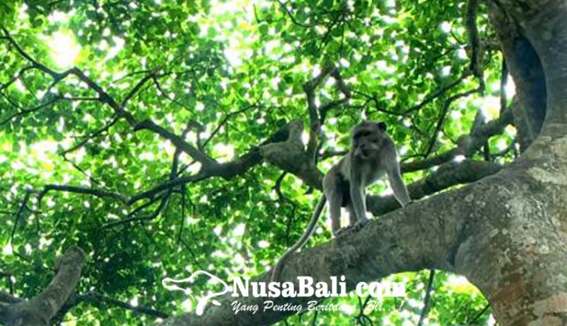 www.nusabali.com-tak-perlu-panik-monyet-di-pura-uluwatu-bali-termasuk-smart-monkey