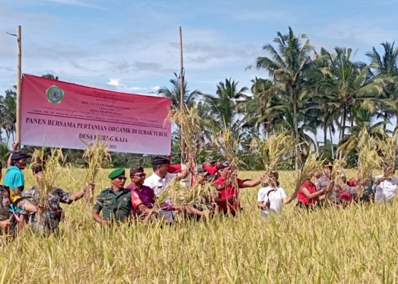 Nusabali.com - pejeng-kaja-panen-padi-organik-hasilkan-59-ton-per-hektare
