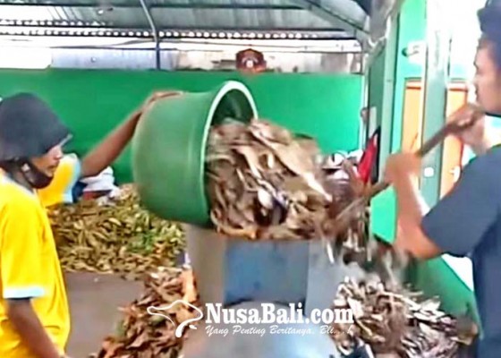 Nusabali.com - sampah-galungan-dijadikan-kompos
