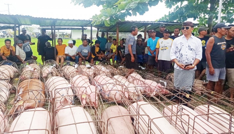 www.nusabali.com-jelang-galungan-11-ton-daging-babi-dibagikan-ke-masyarakat