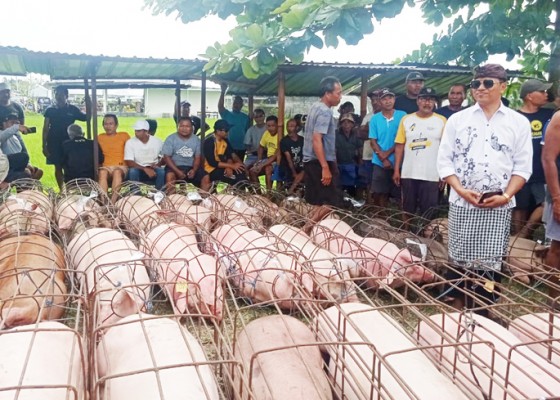 Nusabali.com - jelang-galungan-11-ton-daging-babi-dibagikan-ke-masyarakat